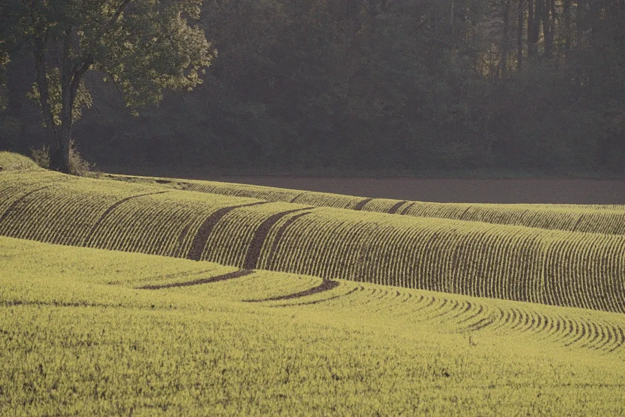 Rolling green fields in evening light